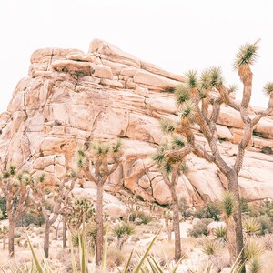 May include: A desert landscape with a large rock formation in the background and several Joshua trees in the foreground. The trees are tall and slender with spiky leaves. The rock formation is a light brown color and has a rough texture.