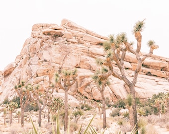Joshua Tree Photography, Modern Joshua Tree Print, Desert Landscape, Rustic, Joshua Tree National Park Artwork, National Park Print