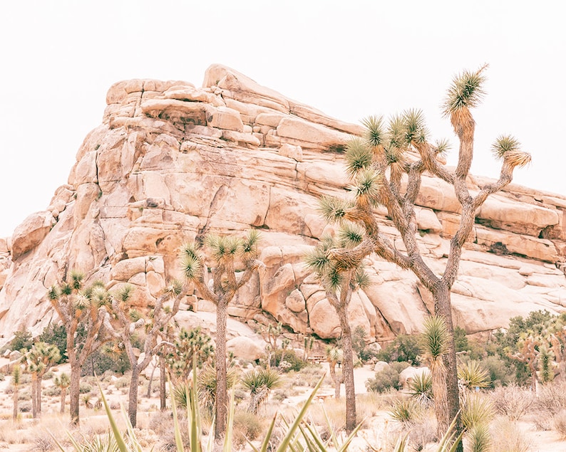 May include: A desert landscape with a large rock formation in the background and several Joshua trees in the foreground. The trees are tall and slender with spiky leaves. The rock formation is a light brown color and has a rough texture.