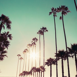 Pu&ograve; includere: Silhouettes di palme contro un cielo blu turchese vibrante con il sole che splende attraverso le foglie.