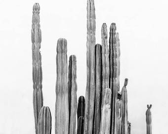 Black and White Cactus Print, Monochromatic, Palm Springs Photography, Mid Century Modern, Desert Decor, Black and White Wall Art