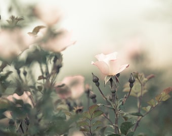 Nature Photography, Flower Photography, Bedroom Wall Art, Pink Roses, Natural Decor, Nature Wall Print, Green Wall Art, Beige Decor