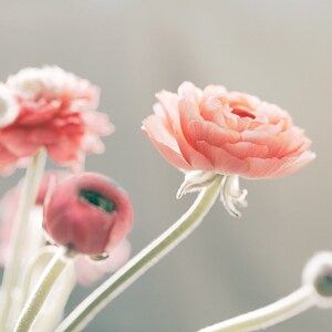 May include: A bouquet of delicate pink ranunculus flowers with soft, layered petals. The flowers are arranged in a vase and the stems are visible. The background is a soft, blurred gray.