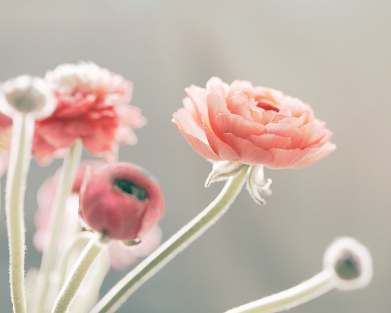 May include: A bouquet of delicate pink ranunculus flowers with soft, layered petals. The flowers are arranged in a vase and the stems are visible. The background is a soft, blurred gray.