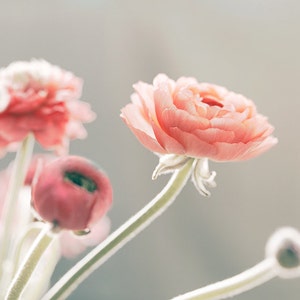 May include: A bouquet of delicate pink ranunculus flowers with soft, layered petals. The flowers are arranged in a vase and have long, slender stems.