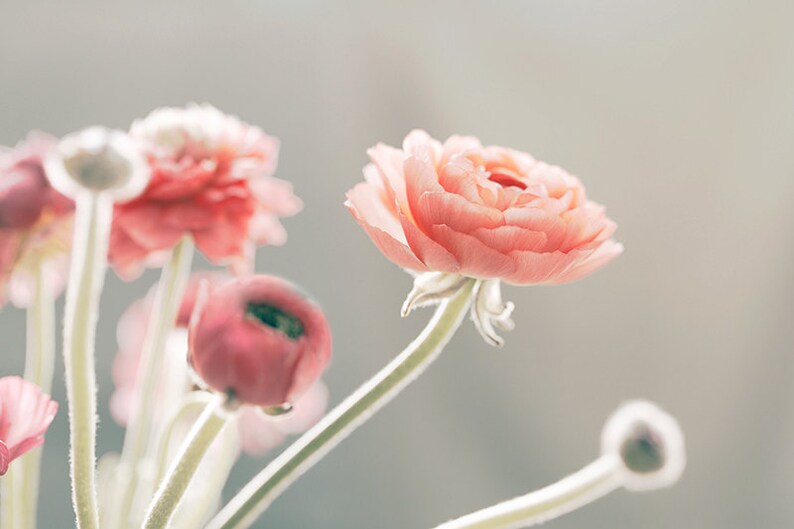 May include: A bouquet of delicate pink ranunculus flowers with soft, layered petals. The flowers are arranged in a vase and have long, slender stems.