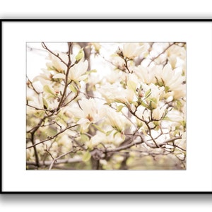 Flower Photography, Spring Blooms, Neutral Wall Art, White, Cream, Large Wall Art, Nature Photography, Nature Art Print, Flowers, Blooms image 2