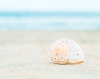 Beach Photography, Seashell Print, Shell, Aqua, Blue, Beige, White, Seashore, Ocean Wall Art, Sea, Coastal Art Print, Beach House Decor