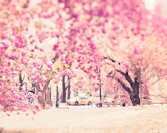 Central Park Photography, New York City Photography, New York in Spring, Central Park Blooms, Cherry Blossoms, New York Taxis, Pink Decor