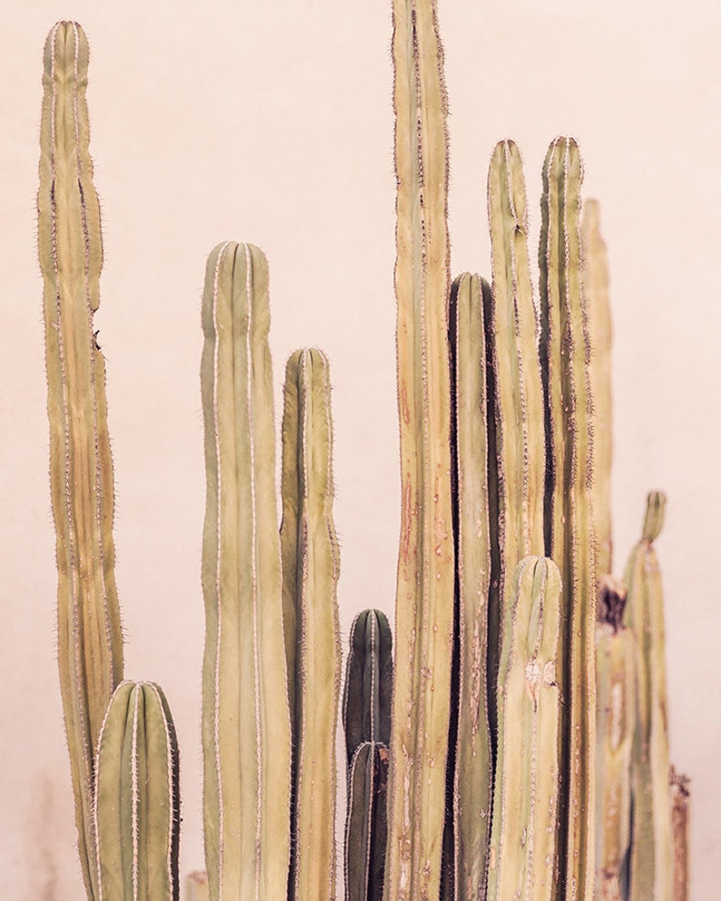 Blush Cactus Print Palm Springs Photography Desert Decor Etsy