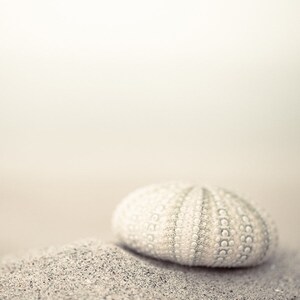 May include: A white sea urchin shell with a textured surface sits on a bed of light gray sand.