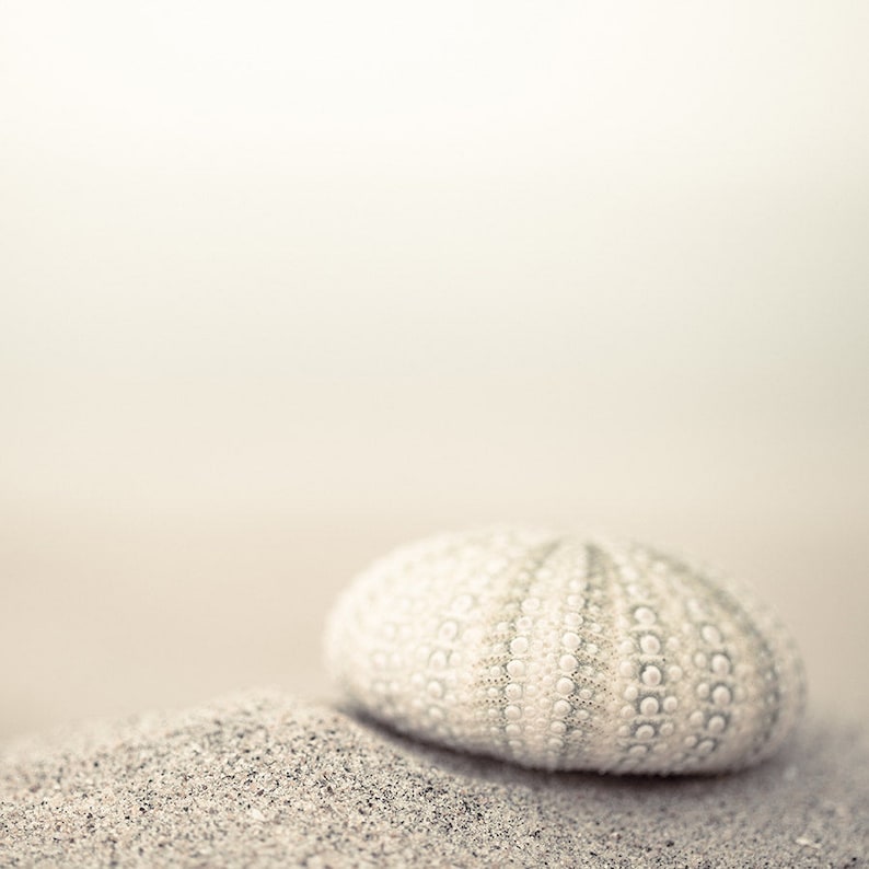 May include: A white sea urchin shell with a textured surface sits on a bed of light gray sand.