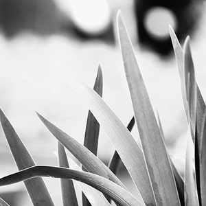 Large Black and White Wall Art, Black and White Nature Photography, Botanical Print, B&W Art, Plant Leaves, Gray Wall Decor Gentle image 1