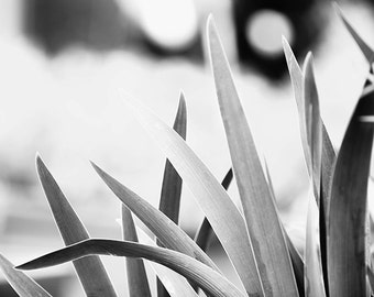 Large Black and White Wall Art, Black and White Nature Photography, Botanical Print, B&W Art, Plant Leaves, Gray Wall Decor - "Gentle"