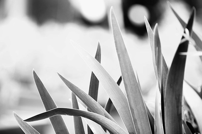 Large Black and White Wall Art, Black and White Nature Photography, Botanical Print, B&W Art, Plant Leaves, Gray Wall Decor Gentle image 1