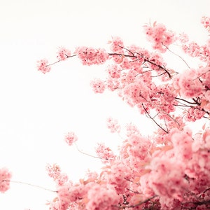 Pode incluir: Uma vis&atilde;o de perto de uma cerejeira rosa em plena flora&ccedil;&atilde;o contra um c&eacute;u branco.
