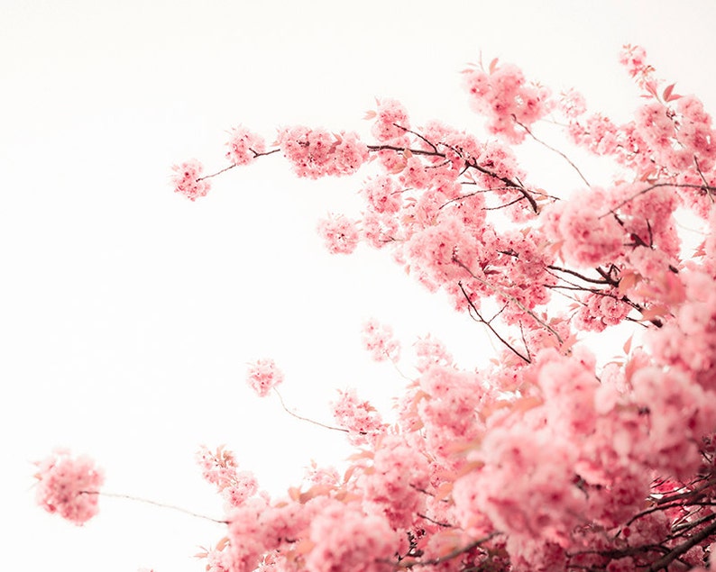 Pode incluir: Uma vis&atilde;o de perto de uma cerejeira rosa em plena flora&ccedil;&atilde;o contra um c&eacute;u branco.