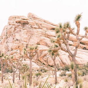 May include: A desert landscape with a large rocky formation in the background and several Joshua trees in the foreground. The trees are tall and slender with spiky leaves. The rocks are a light brown color and have a rough texture.