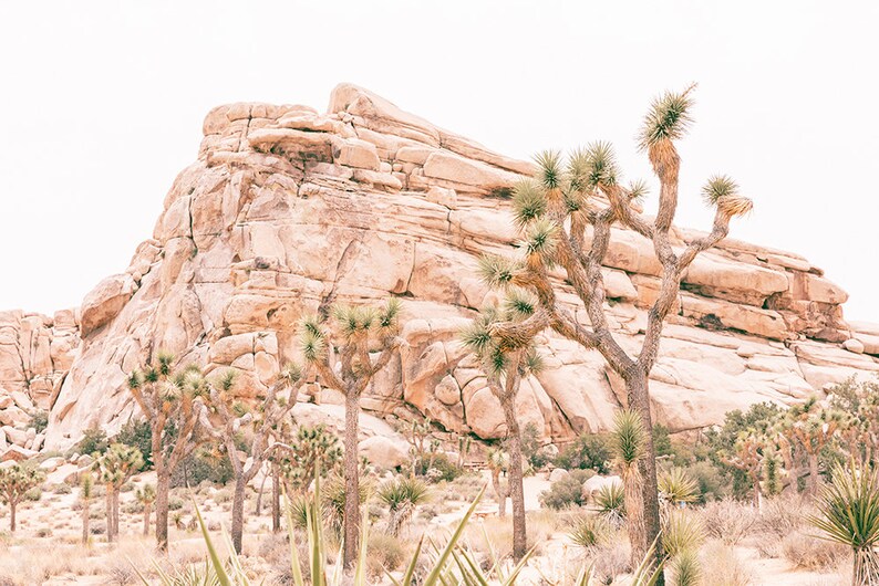 May include: A desert landscape with a large rocky formation in the background and several Joshua trees in the foreground. The trees are tall and slender with spiky leaves. The rocks are a light brown color and have a rough texture.