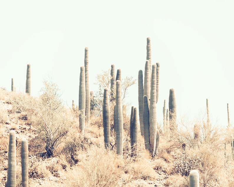 Pu&ograve; includere: Fotografia in tonalit&agrave; seppia di un paesaggio desertico con numerosi alti cactus saguaro. I cactus, con i loro tronchi scanalati, si ergono in modo prominente contro un cielo pallido, circondati da sterpaglie secche e vegetazione desertica. La scena evoca il sud-ovest americano.