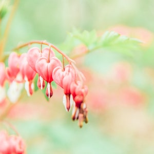 Nature Photography, Gender Neutral Nursery Wall Decor, Pink Hearts, Flower Photography, Flower Print, Hearts, Love, Valentines Day Gift image 1