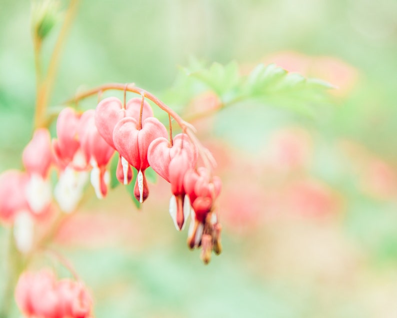 Nature Photography, Gender Neutral Nursery Wall Decor, Pink Hearts, Flower Photography, Flower Print, Hearts, Love, Valentines Day Gift image 1