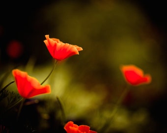 Nature Photography, Flower Photograph, Orange, Flowers, Moss Green, Nature Art, Large Wall Art, Botanical Print, Floral, Nature Prints