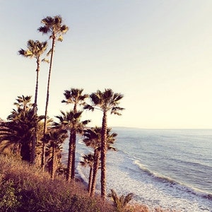 May include: A scenic view of a beach with palm trees in the foreground and the ocean in the background. The sky is a light blue and the water is a deep blue. The palm trees are silhouetted against the sky.