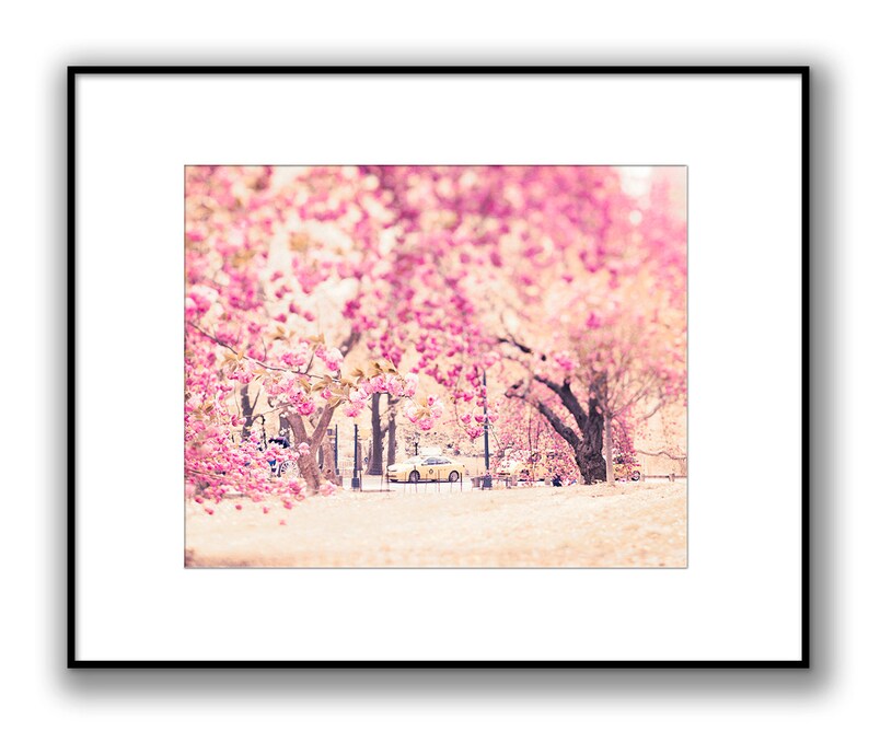 Central Park Photography, New York City Photography, New York in Spring, Central Park Blooms, Cherry Blossoms, New York Taxis, Pink Decor image 2