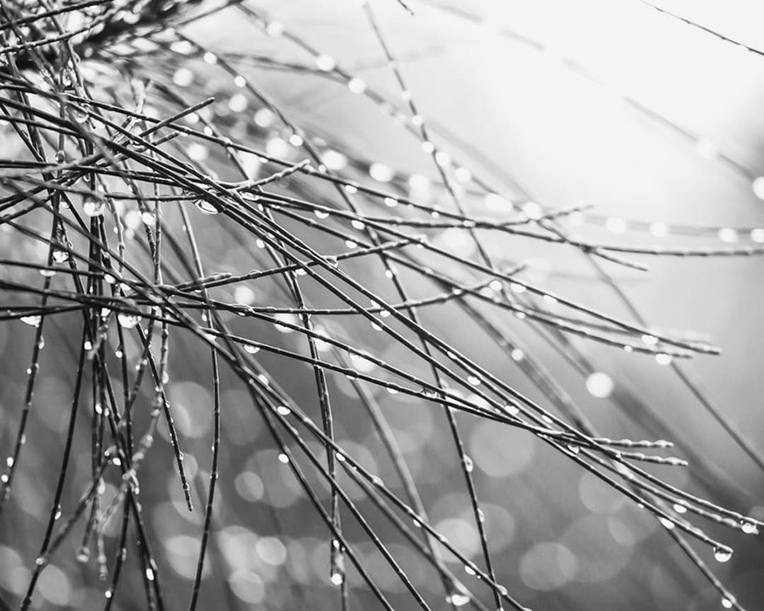 Black and White Nature Photography, Nature Wall Art, Large Black and