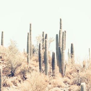 Pu&ograve; includere: Fotografia di un paesaggio che presenta una scena desertica con numerosi cactus colonnari e alti. I cactus, di altezze variabili, si stagliano contro un cielo pallido, con sterpaglie secche e vegetazione arbustiva in primo piano.