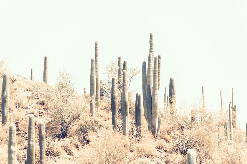 Pu&ograve; includere: Fotografia di un paesaggio che presenta una scena desertica con numerosi cactus colonnari e alti. I cactus, di altezze variabili, si stagliano contro un cielo pallido, con sterpaglie secche e vegetazione arbustiva in primo piano.