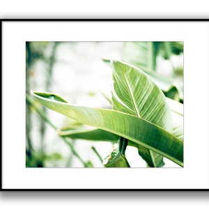 Bright Art, Green Leaves, Tropical Print, Banana Leaves, Large Botanical Photograph, White Wall Art, Clean Bathroom Decor, Nature Photo image 5