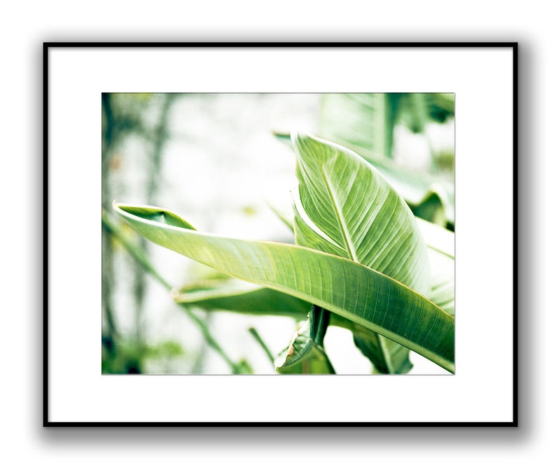 Bright Art, Green Leaves, Tropical Print, Banana Leaves, Large Botanical Photograph, White Wall Art, Clean Bathroom Decor, Nature Photo image 5