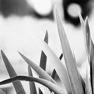 Large Black and White Wall Art, Black and White Nature Photography, Botanical Print, B&W Art, Plant Leaves, Gray Wall Decor Gentle image 2