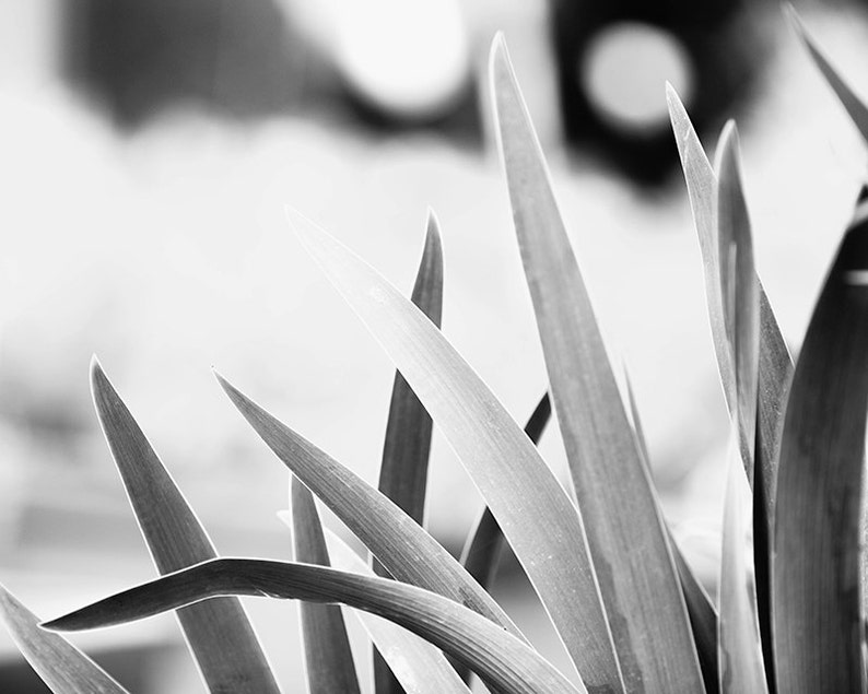 Large Black and White Wall Art, Black and White Nature Photography, Botanical Print, B&W Art, Plant Leaves, Gray Wall Decor Gentle image 2