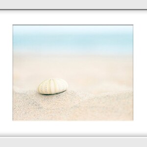 May include: A white sea urchin shell on a sandy beach with a blurred blue ocean background.