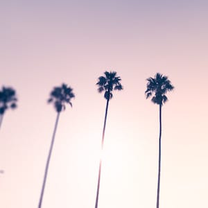 Sunset Beach Decor, Palm Tree Photo, California Summer, Beach Landscape Photography, Purple, Mauve, Pink, Beach Wall Art, Pastel Home Decor