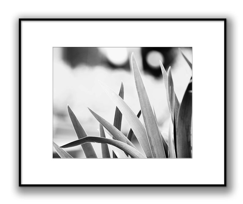 Large Black and White Wall Art, Black and White Nature Photography, Botanical Print, B&W Art, Plant Leaves, Gray Wall Decor Gentle image 3