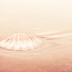 May include: A single, white seashell with a delicate, ribbed texture sits on a soft, sandy beach. The shell is partially buried in the sand, with the top half exposed. The background is a soft, blurred, light pink.