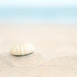 May include: A white sea urchin shell on a sandy beach with a blurred blue ocean in the background.