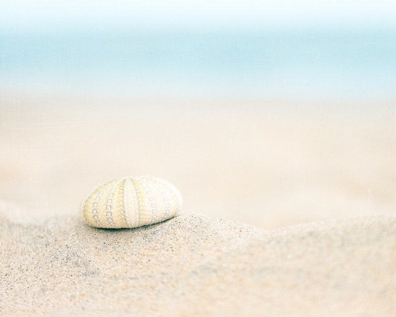 May include: A white sea urchin shell on a sandy beach with a blurred blue ocean in the background.