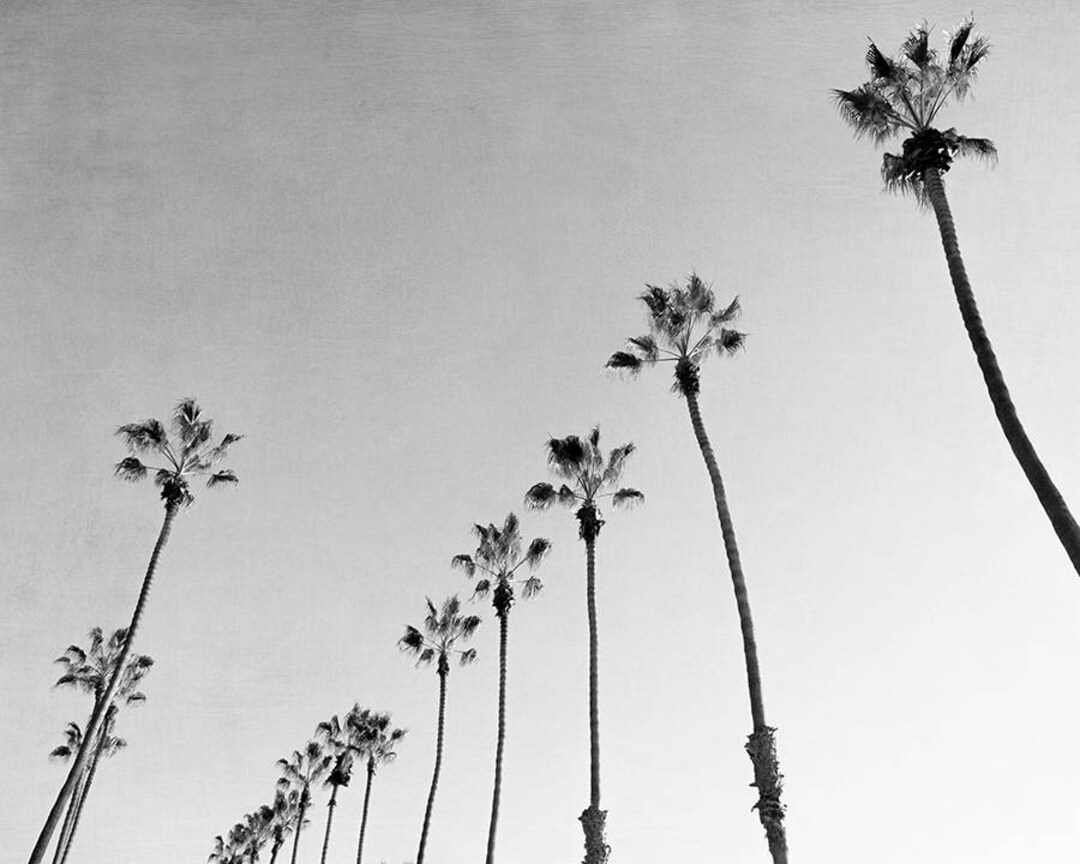 Large Palm Tree Print, Black and White Photography, Apartment Wall Art ...
