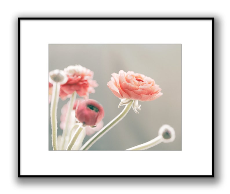 May include: A bouquet of pink and white ranunculus flowers with soft, delicate petals. The flowers are arranged in a vase and are in focus, while the background is blurred.