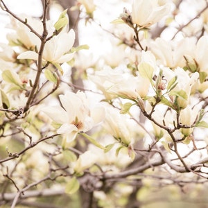 Flower Photography, Spring Blooms, Neutral Wall Art, White, Cream, Large Wall Art, Nature Photography, Nature Art Print, Flowers, Blooms image 1