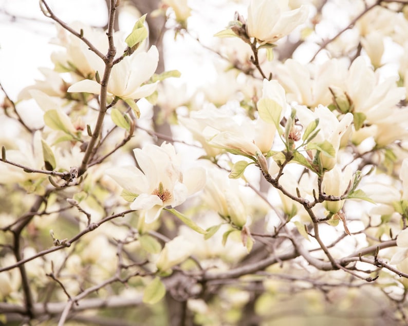 Flower Photography, Spring Blooms, Neutral Wall Art, White, Cream, Large Wall Art, Nature Photography, Nature Art Print, Flowers, Blooms image 1