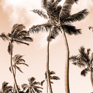 May include: A black and white photograph of palm trees swaying in the wind against a light brown sky.