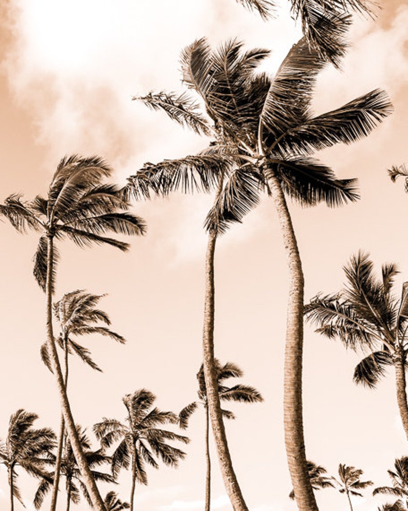 May include: A black and white photograph of palm trees swaying in the wind against a light brown sky.