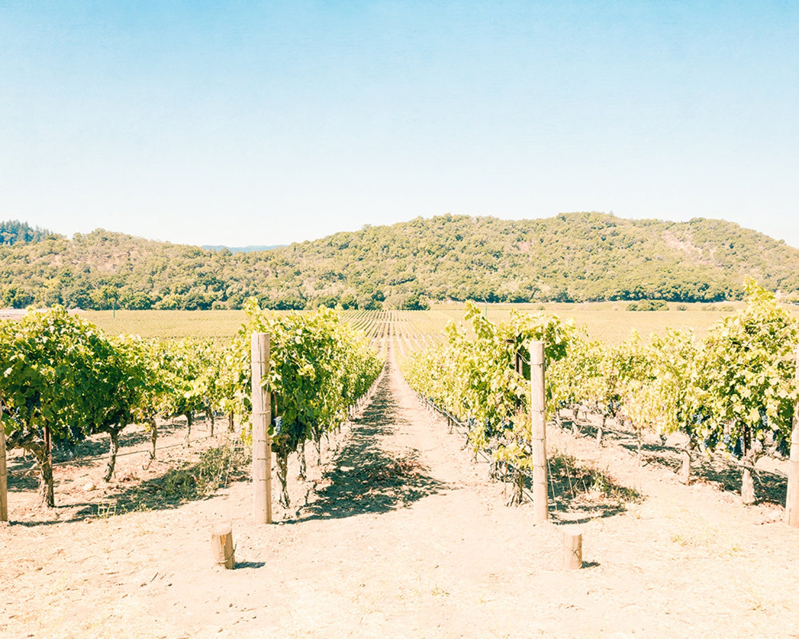 Nature Photography Napa Valley Vineyard Wall Art Winery | Etsy