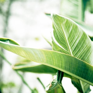 Bright Art, Green Leaves, Tropical Print, Banana Leaves, Large Botanical Photograph, White Wall Art, Clean Bathroom Decor, Nature Photo image 1